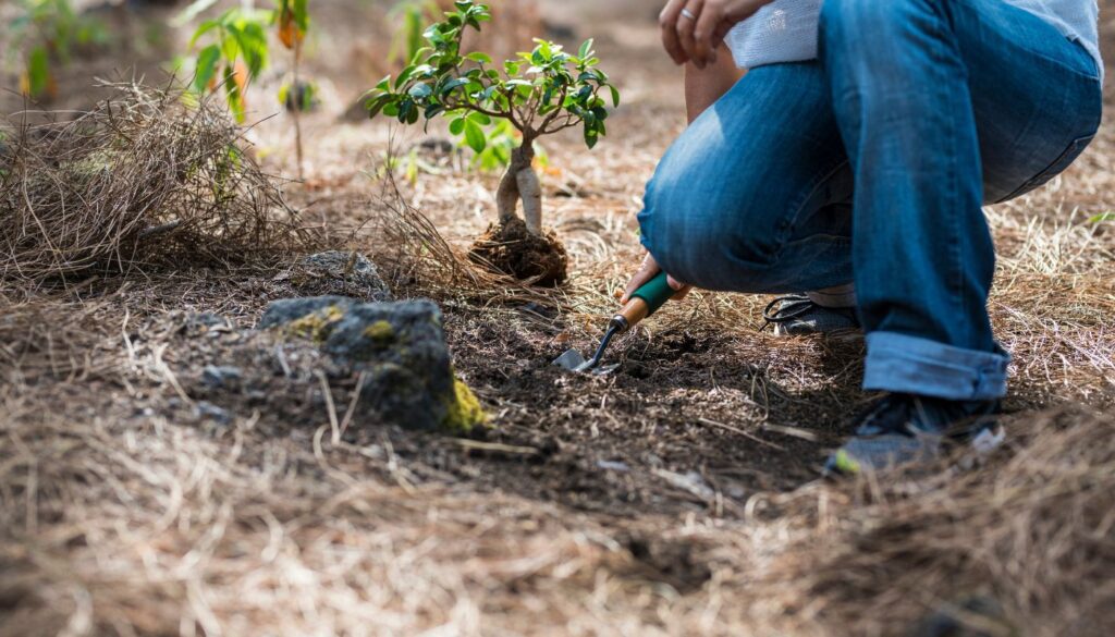 Ci 05292025 scalepad veritree sustainability culture.jpg