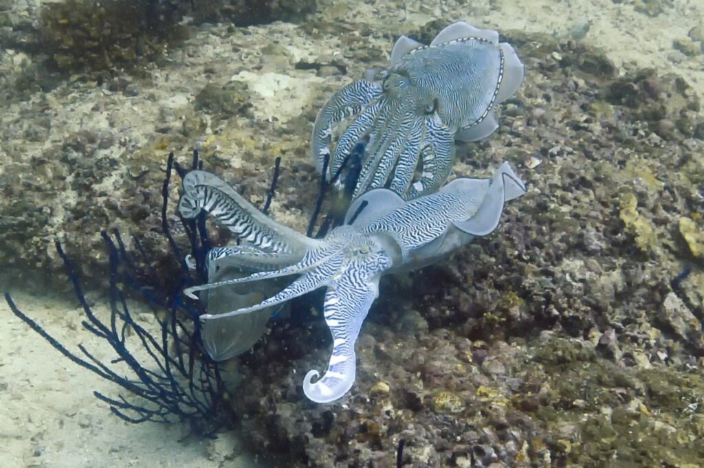 Cuttlefish.jpg