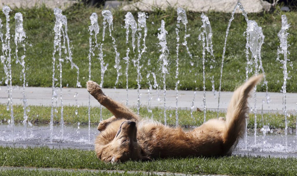 Golden retriever dog.jpg