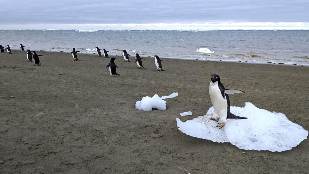 Penguin 1 ht er 250521 1747854611323 hpmain 16x9.jpg