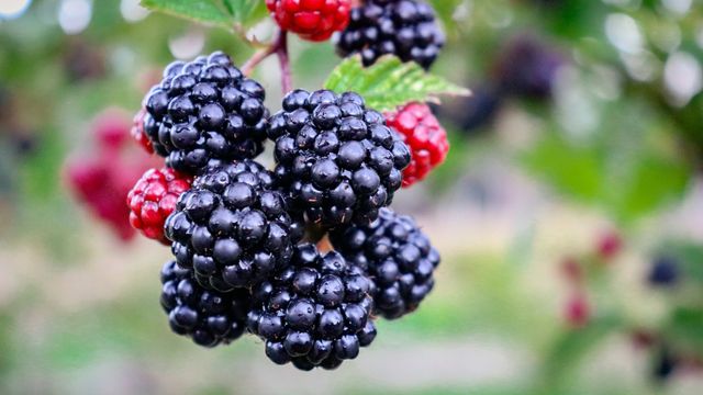 Researchers Find Genetic Locus for Blackberry Thorns Researchers identify genetic locus responsible for thorny blackberries 400005 640x360.jpg