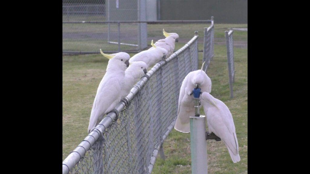 060325 jb cockatoo.jpg