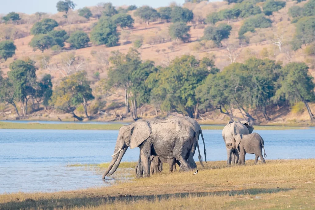 Creature culture: What animal behavior can teach us about saving nature Animal behavior feature.jpg.webp.webp