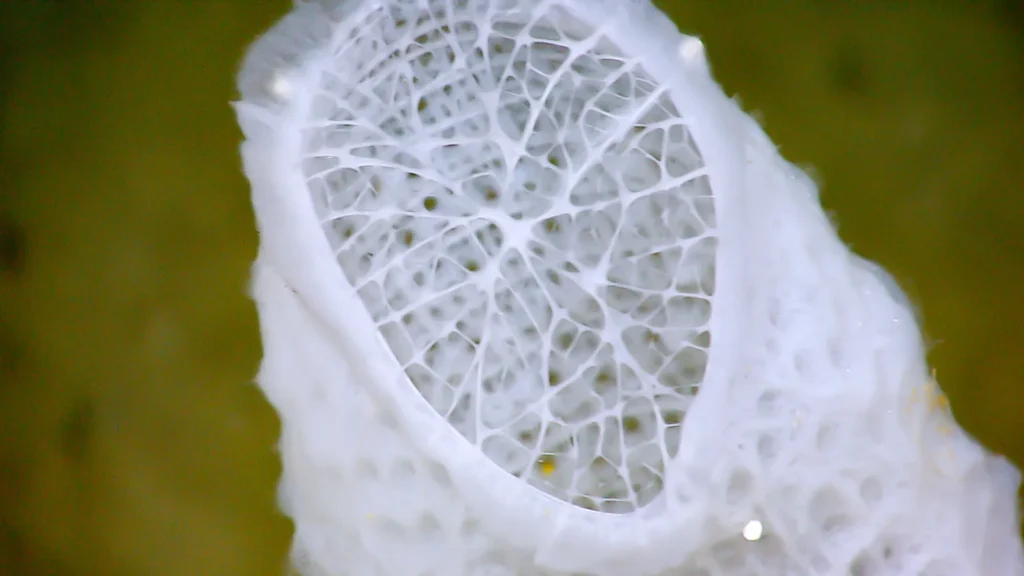 Deep sea sponge.webp.webp