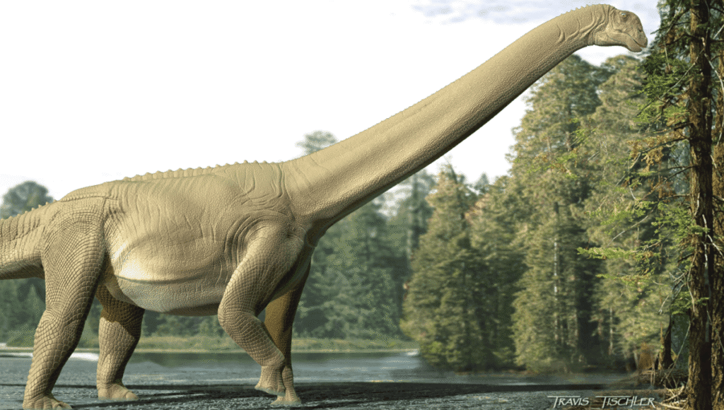 Diamantinasaurus matildae meta.png