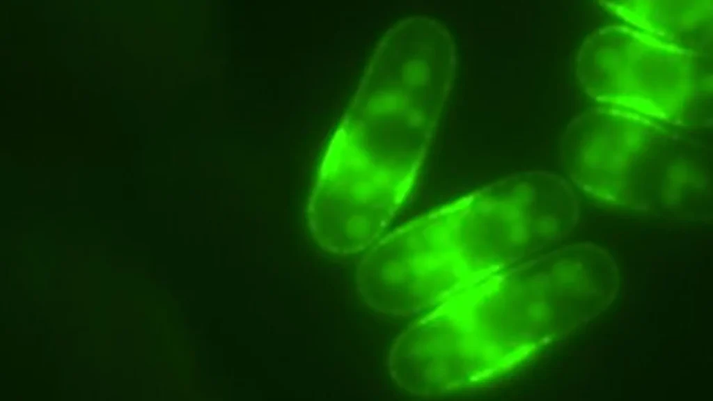 Fission yeast.webp.webp