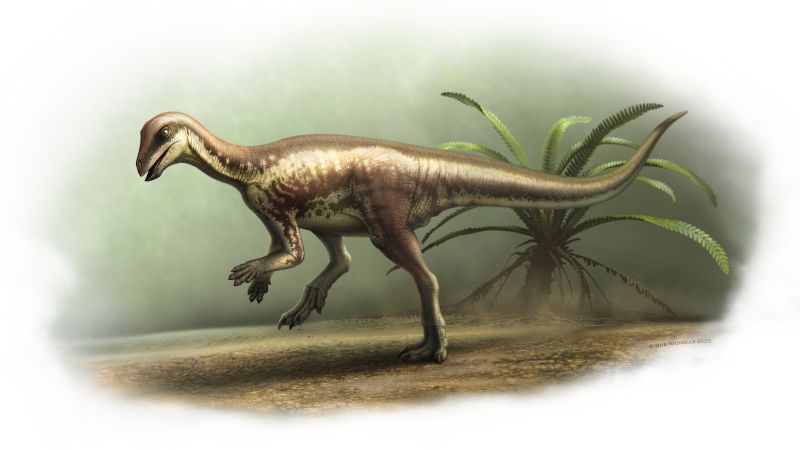 New dog-sized dinosaur species discovered Life reconstruction of enigmacursor mollyborthwickae bob nicholls art.jpg