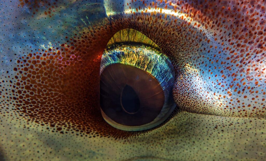 Scientists uncover ancient apex predators that dominated the oceans 100 million years ago.jpg