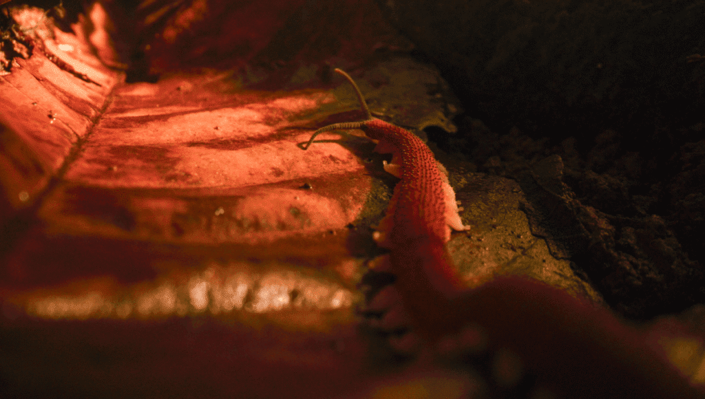 Velvet worm meta.png