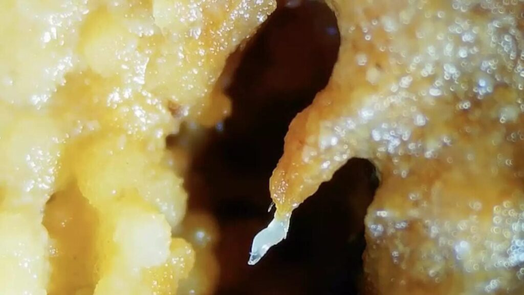 Wormtower 1200x675.jpg