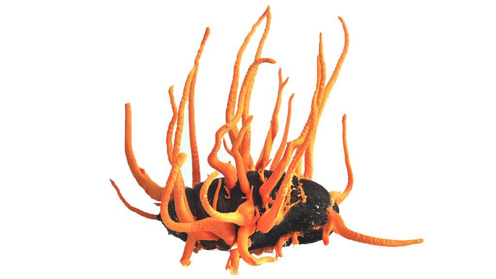 Why these zombie caterpillars can’t stop eating 062725 sm zombie fungus feat.jpg