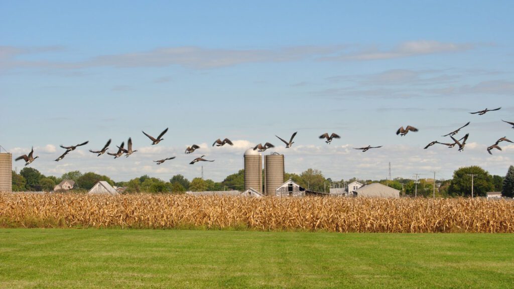 As bird flu evolves, keeping it out of farm flocks is getting harder 070925 ts h5n1 main.jpg