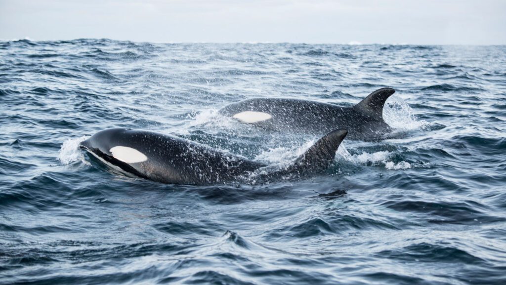 Some killer whales hunt in pairs to maximize their bounty 071525 kt orcas.jpg