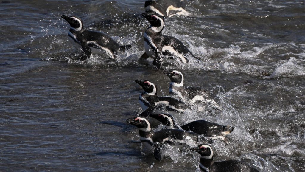 Some penguins save energy by riding ocean currents 071625 sca penguins.jpg