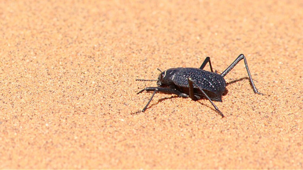 This desert beetle runs to cool off 071825 rs beetles main.jpg