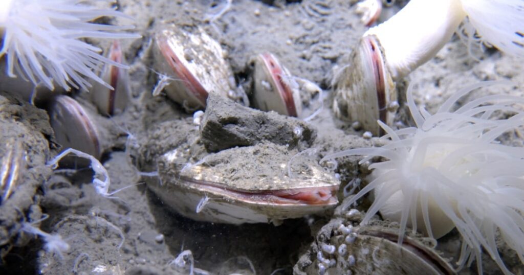 Deep-sea submersible discovers flourishing ecosystem 250731 deep sea 2 rs c2eb9f.jpg