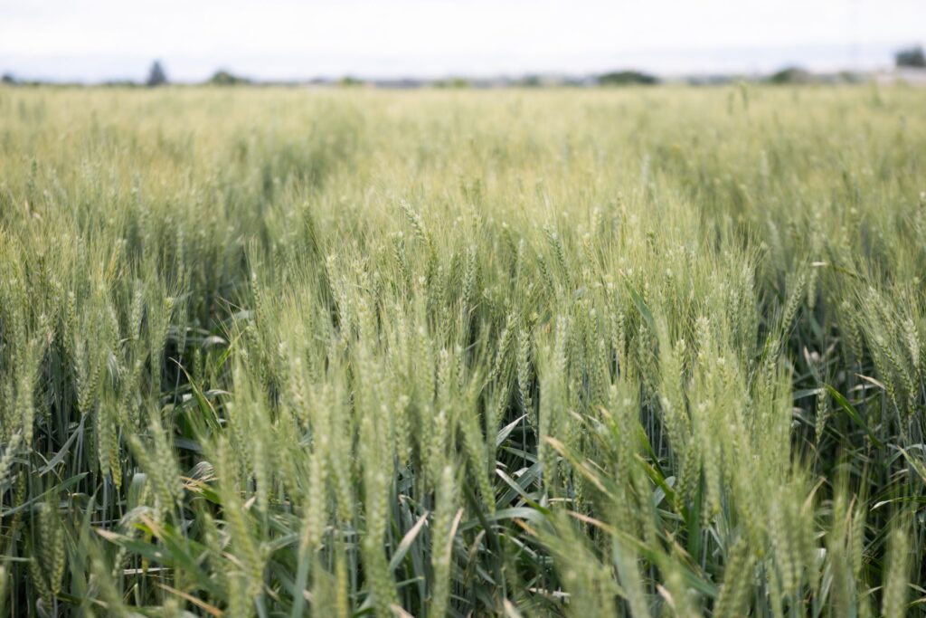 Parma wheat scaled.jpg