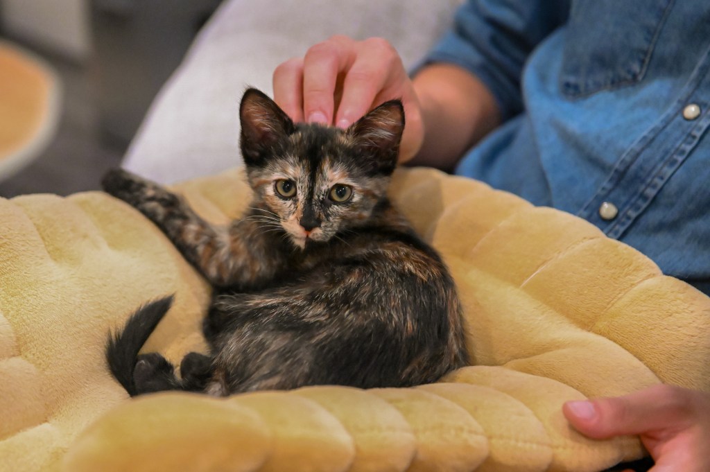 Santa Clara cafe combines cats, coffee and Korean culture Sjm l catcafe mos 0716 01.jpg