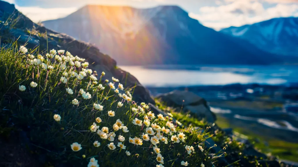 Snowless winter? Arctic field team finds flowers and meltwater instead Arctic flowers spitsbergen longyearbyen svalbard.webp.webp
