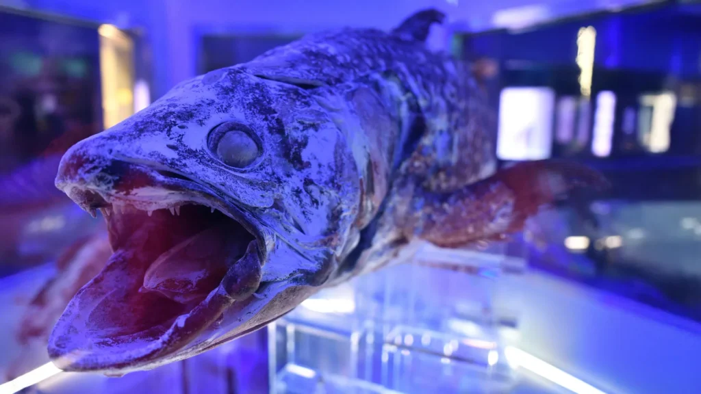 Coelacanth specimen.webp.webp