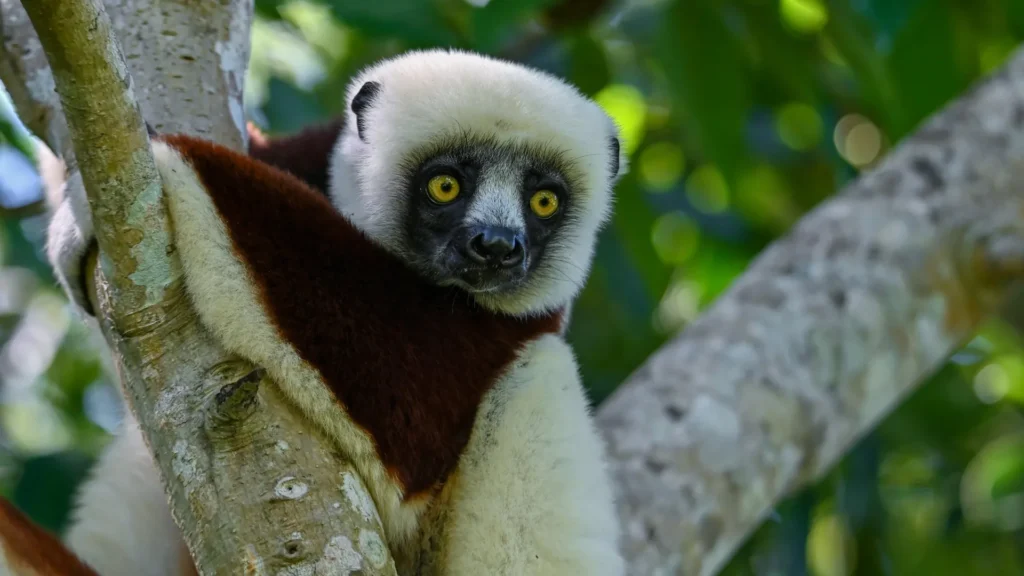 Coquerel sifaka lemur.webp.webp