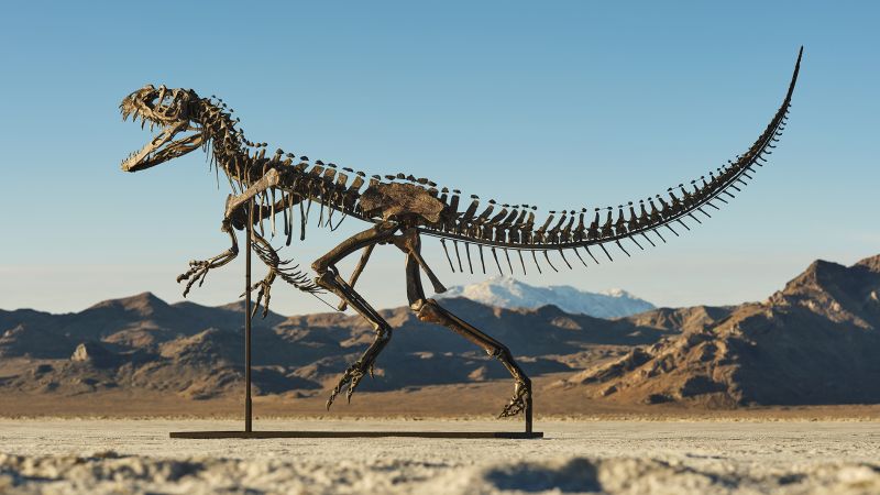 Rare ceratosaur fossil sells for $30.5 million Credit matthew sherman 1.jpg