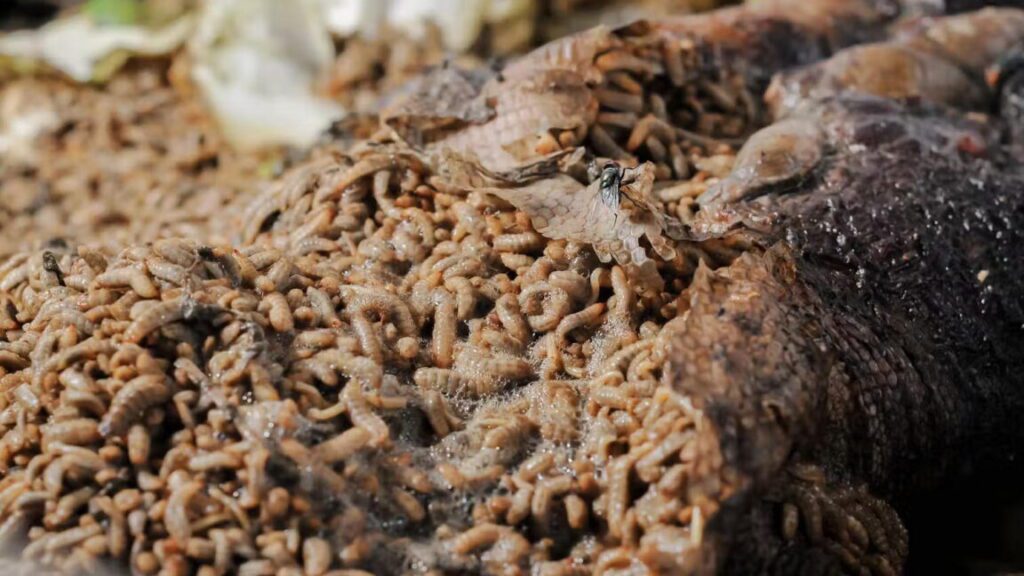 Maggots 1152x648.jpg