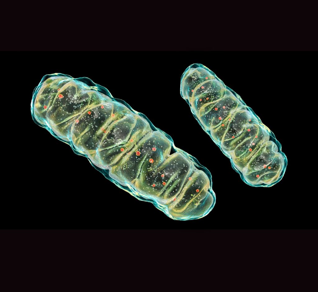 Mitochondria sleep2.jpg