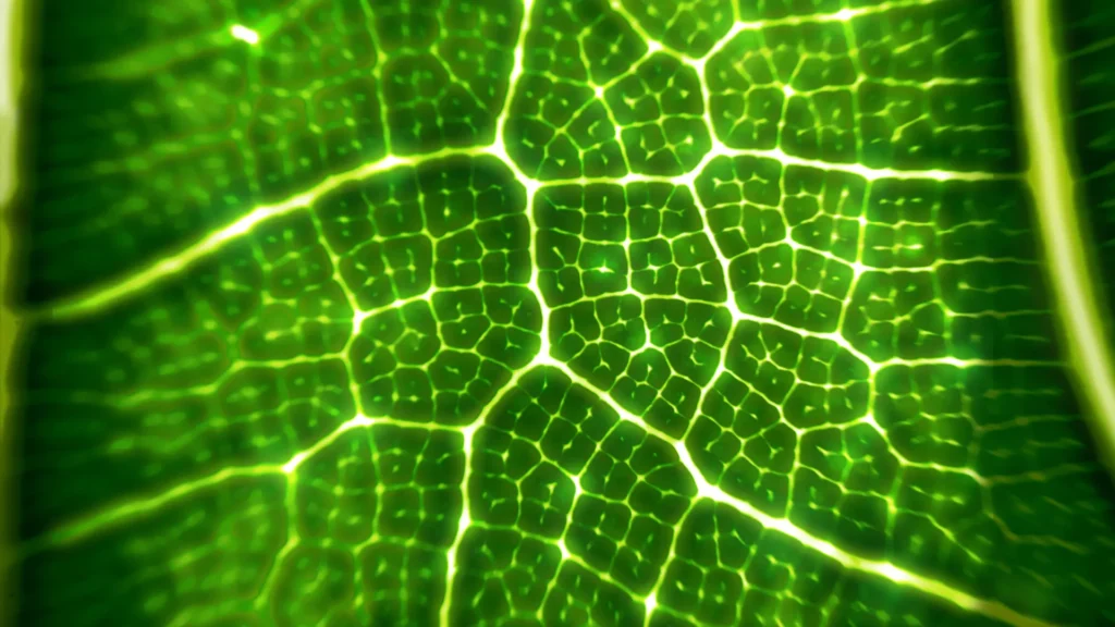 Photosynthesis fluorescent green leaf.webp.webp