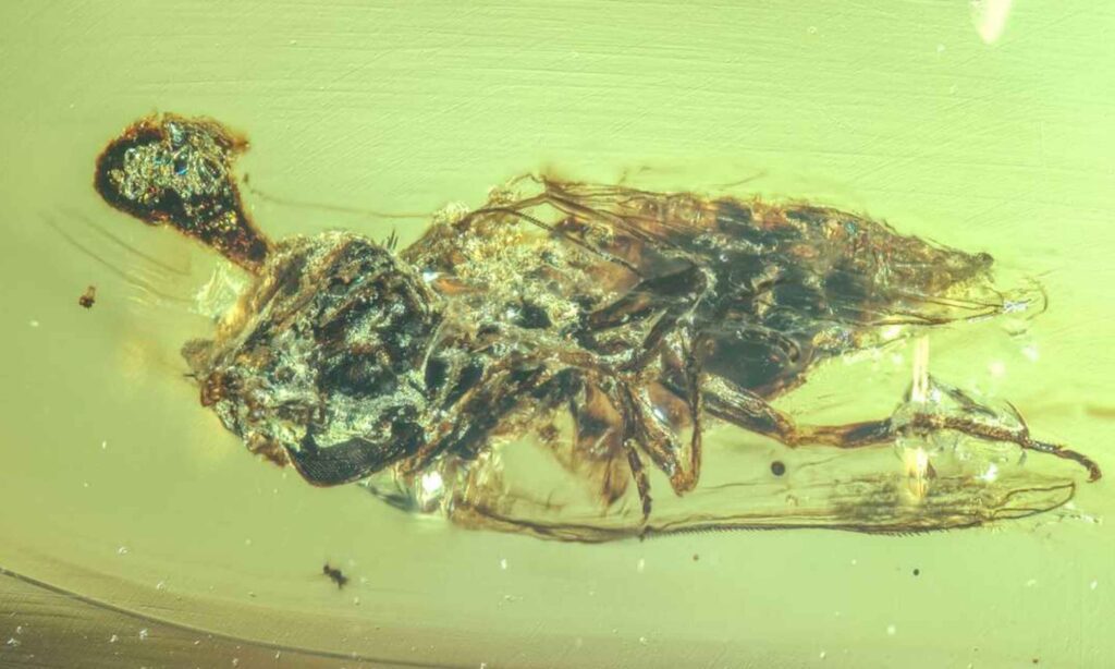 ‘Zombie’ fungus found preserved in amber after 100 million years Zombie fungi insects amber dinosaurs.jpg