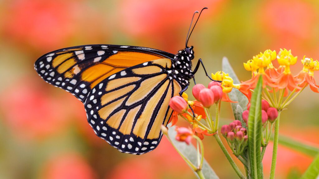 Warm autumns could be a driver in monarch butterflies’ decline 081125 jc monarch.jpg