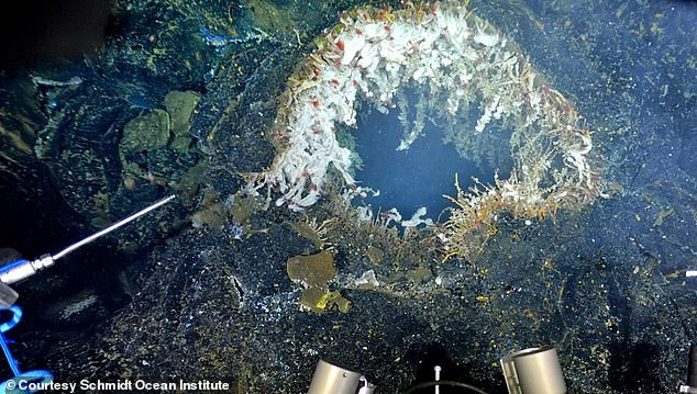 Massive underwater volcano on brink of eruption after experiencing 2,000 earthquakes in a single day 101319555 15010527 scientist william chadwick believes the axial seamount picture i a 49 17555306717.jpeg