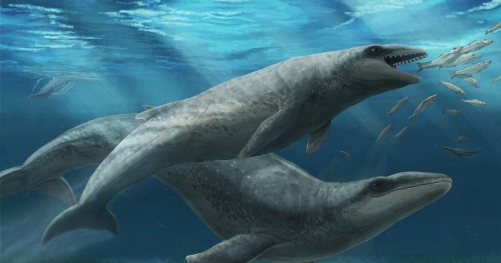 Australian Paleontologists Discover Weird ‘Pokémon’ Ancestor of Modern Whales 36opqcbvhvfhpktlycnm72kf4e.jpeg
