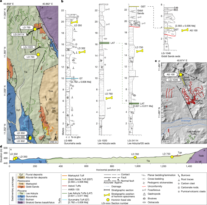 New discoveries of Australopithecus and Homo from Ledi-Geraru, Ethiopia 41586 2025 9390 fig1 html.png