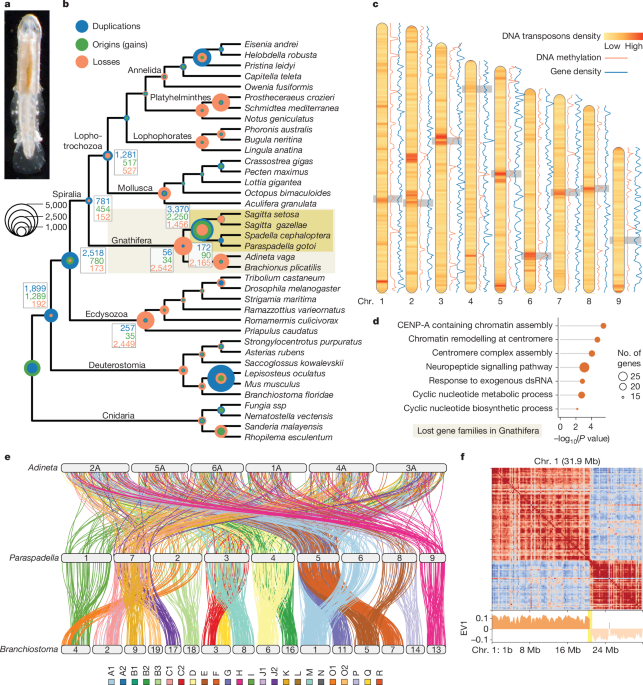 The genomic origin of the unique chaetognath body plan 41586 2025 9403 fig1 html.png