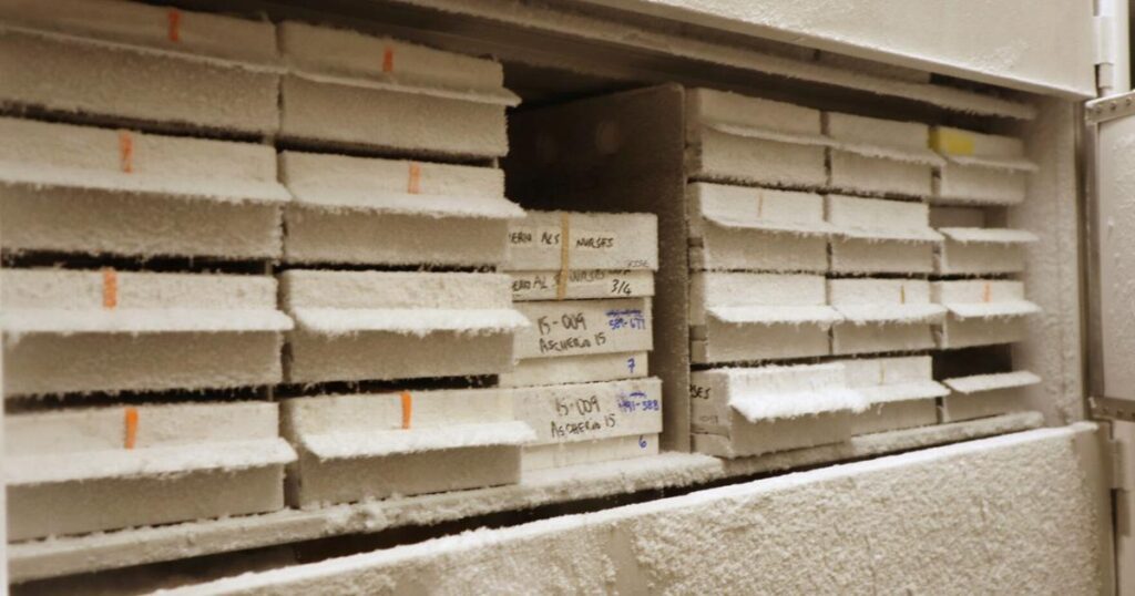 Columbia MissourianEducation Harvard Funding CutsBlood samples used by Harvard University professor Alberto Ascherio to study the cause of neurodegenerative diseases are stored in a freezer at the….8 hours ago 68951b35f0c03.image .jpg