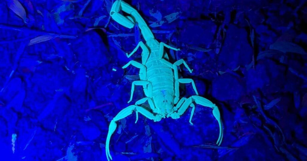 Havasu NewsSting Operation: Bill Williams Refuge leads nighttime scorpion searchOn the night of Friday, Aug. 22, about 25 people young and old gathered for a free scorpion search at the Bill Williams River National….1 day ago 68aa03c76d336.image .jpg