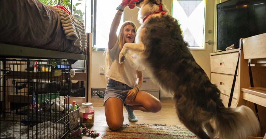 Columbia MissourianBe Well Education Pet Friendly DormsSophie Nocera, 21, a senior at Eckerd College, plays with her dog Zuco in her college dorm on Wednesday, Aug. 20, 2025 in St. Petersburg, Fla..4 hours ago 68af71b6e2d3b.image .jpg