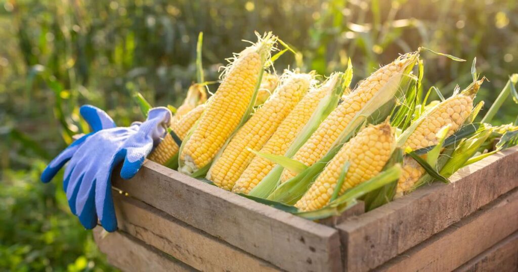 On Nutrition: Eat for the season | Lifestyle 68b1d5136241e.image .jpg