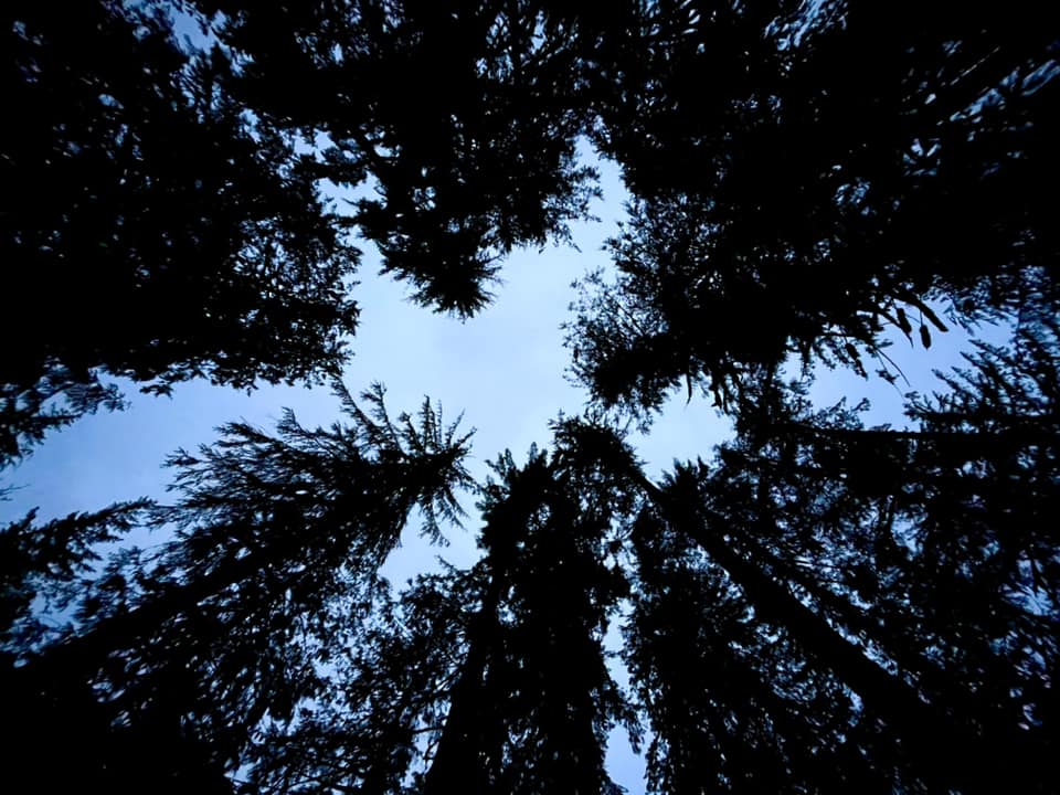 Lifestyle Lookout: Bluegrass Festival, Camping and Murder City Devils As dougfircampground.jpg