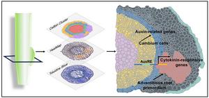 From wounds to roots: Inside the cellular rebirth of poplar plants Public.jpeg