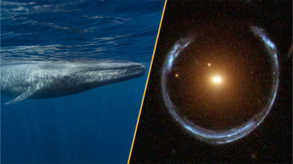 Science news this week: Black holes galore and blue whales that still sing X7xicopv62vgepuh5y4puz.jpg