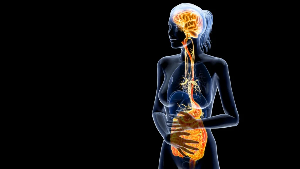 The pandemic’s secret aftershock: Inside the gut-brain breakdown Anatomy vagus nerve digestive system.webp.webp