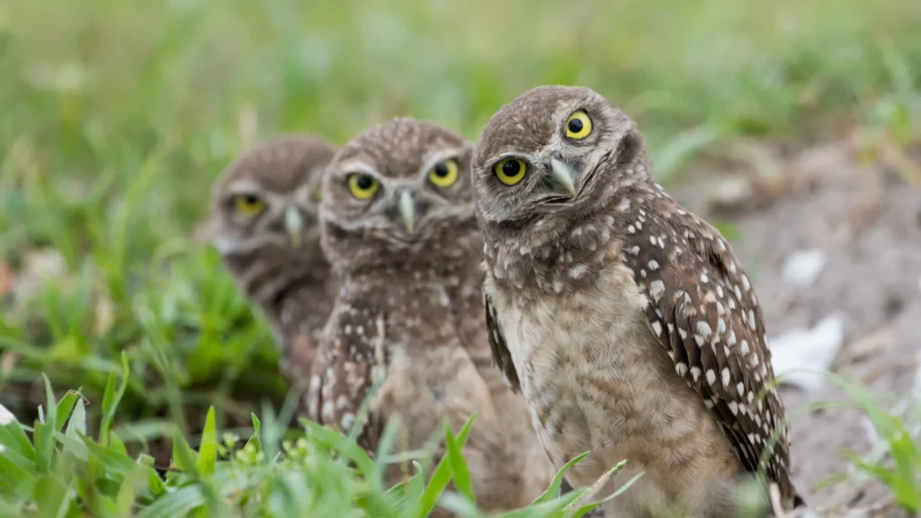 Burrowing owls.webp.webp