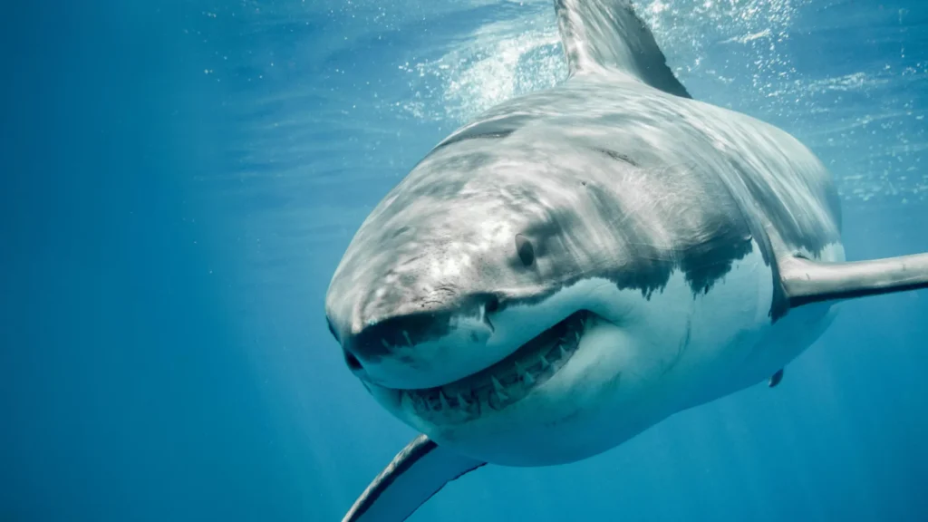 Great white shark smiling close.webp.webp