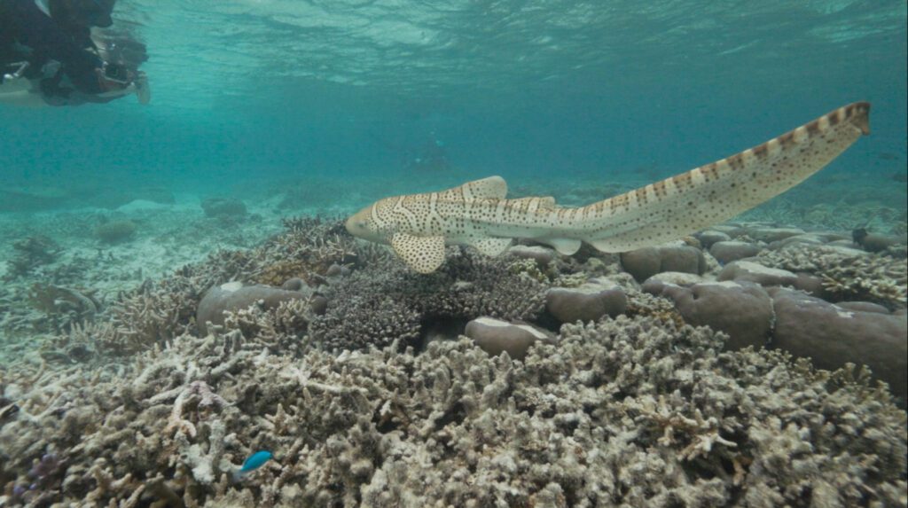 Image 1754531212.jpg