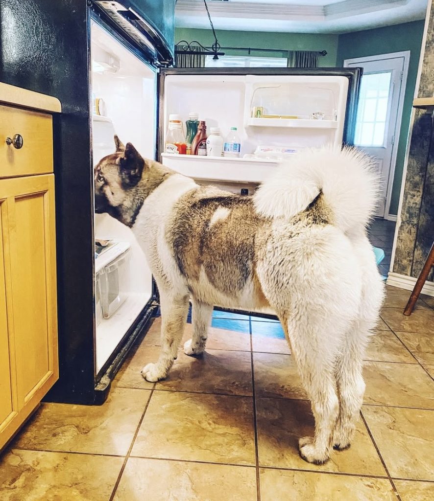 Back-to-Drool Season – Blue Ribbon News Joy 886x1024.jpg