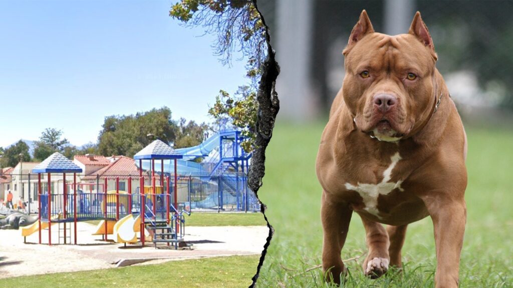 Woman killed in dog attack at San Bernardino park, 14 dogs removed Pitbull attack san bernardino.jpg