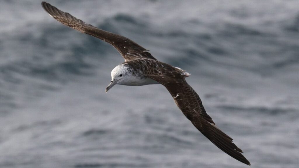 Scientists Confirm What Every Beachgoer Secretly Fears About Seabirds Shearwater seabird poop while flying e1755274022338 1200x675.jpg