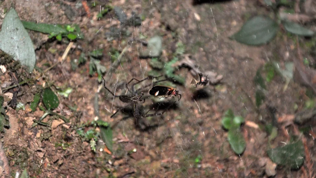 Sheet web spider with fireflies caught in web.webp.webp